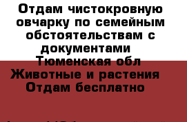 Отдам чистокровную овчарку по семейным обстоятельствам с документами - Тюменская обл. Животные и растения » Отдам бесплатно   